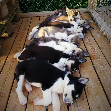Holmen Husky *