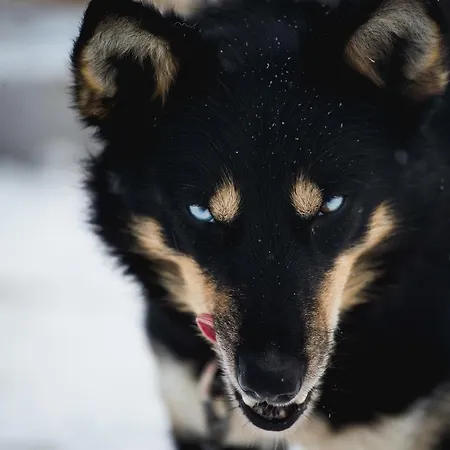 Holmen Husky * Alta
