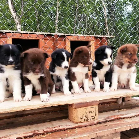 Holmen Husky * Άλτα