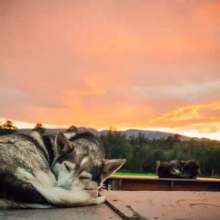 Lodge Holmen Husky