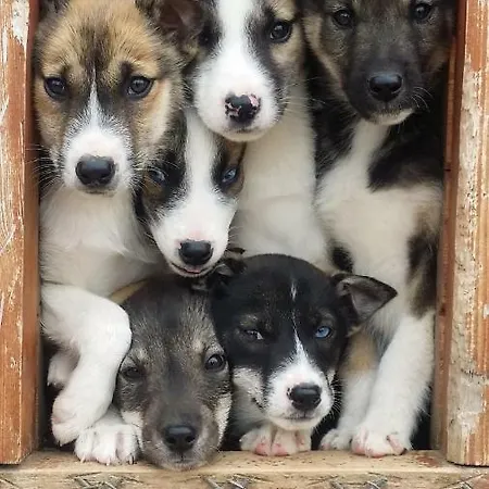 Holmen Husky Alta